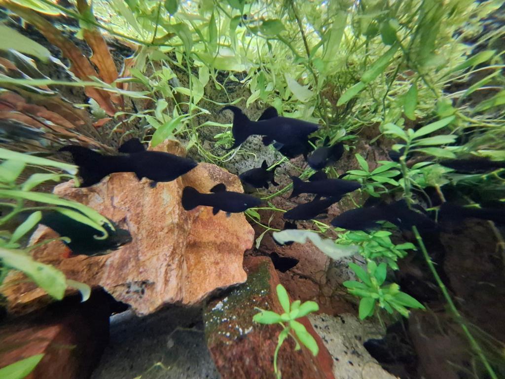 Volwassen Black Molly's, Vis