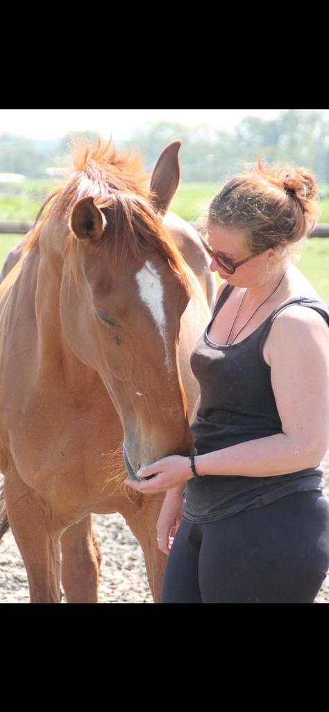 Paardengedrag begrijpen?  Begeleiding voor jou en je paard, Gedragstraining