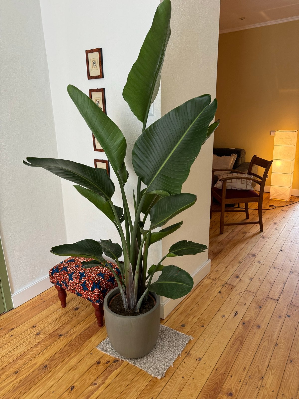Strelitzia Nicolai - Paradijsvogelplant, Ophalen, Overige soorten, In pot, 150 tot 200 cm