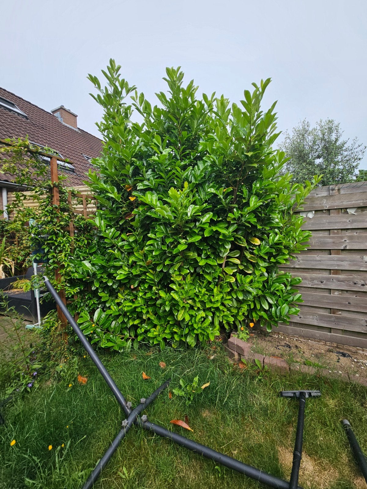 Gratis Laurier, coniferen en grind, Tuin en Terras, Planten | Struiken en Hagen, Ophalen, Laurier, 100 tot 250 cm