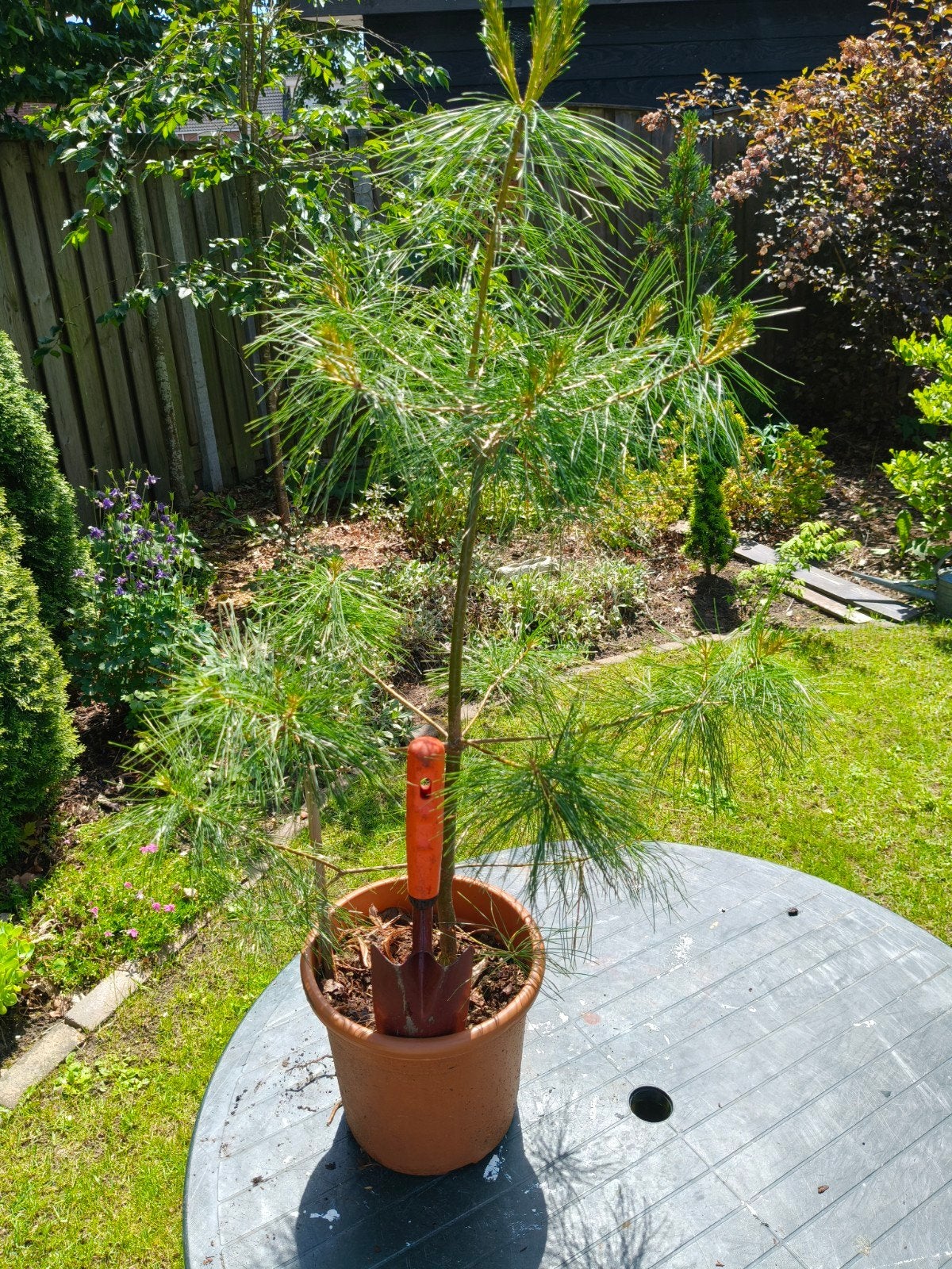 Amerikaanse den Pinus sylvestris, Minder dan 100 cm, Volle zon, In pot, Overige soorten