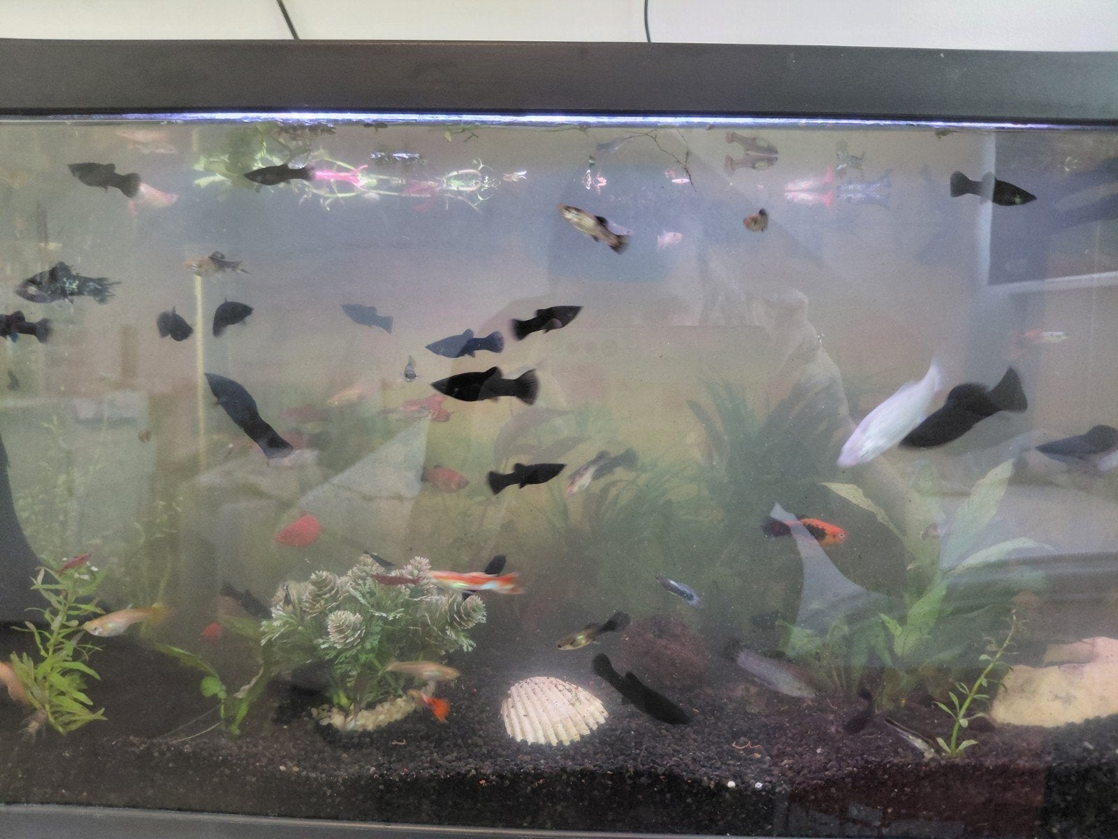 Black molly vissen te koop! | diverse maten, Dieren en Toebehoren, Vis, Zoetwatervis, Schoolvis