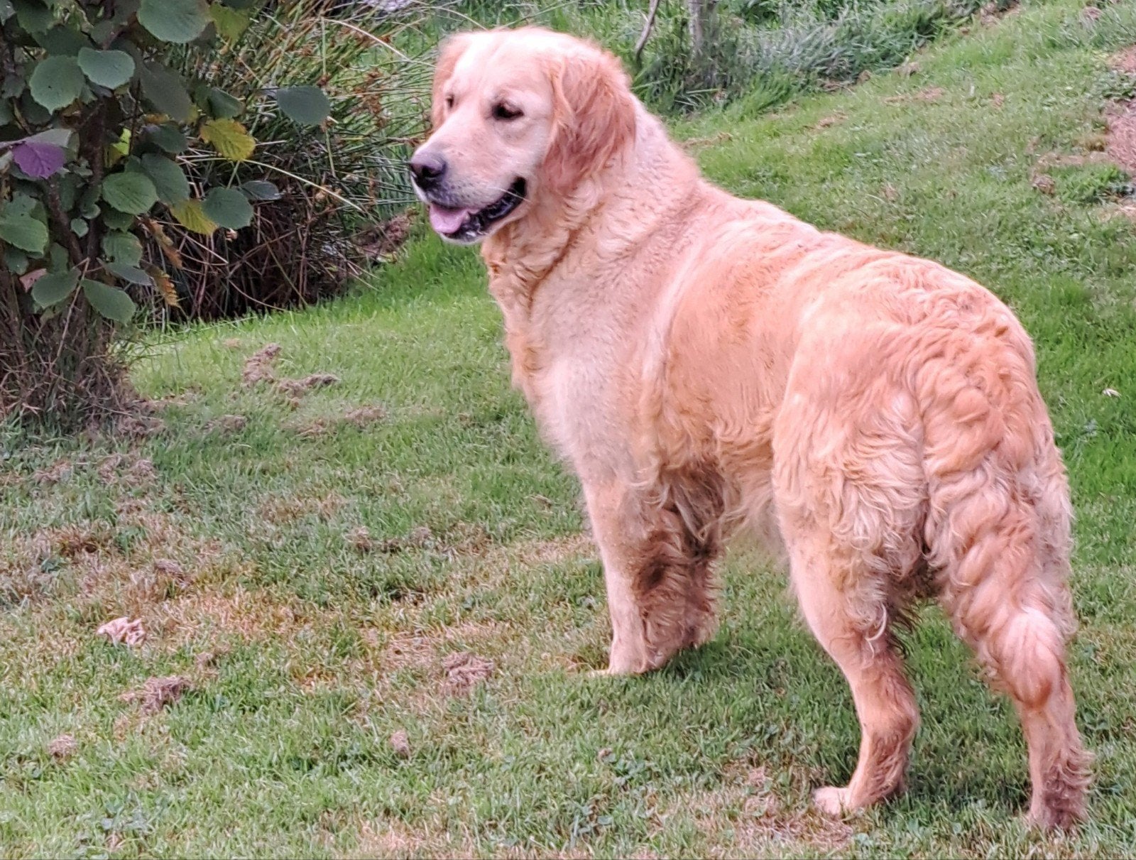 lieve golden retriever x labrador wegens annulering., Dieren en Toebehoren, Honden | Retrievers, Spaniëls en Waterhonden, Golden retriever
