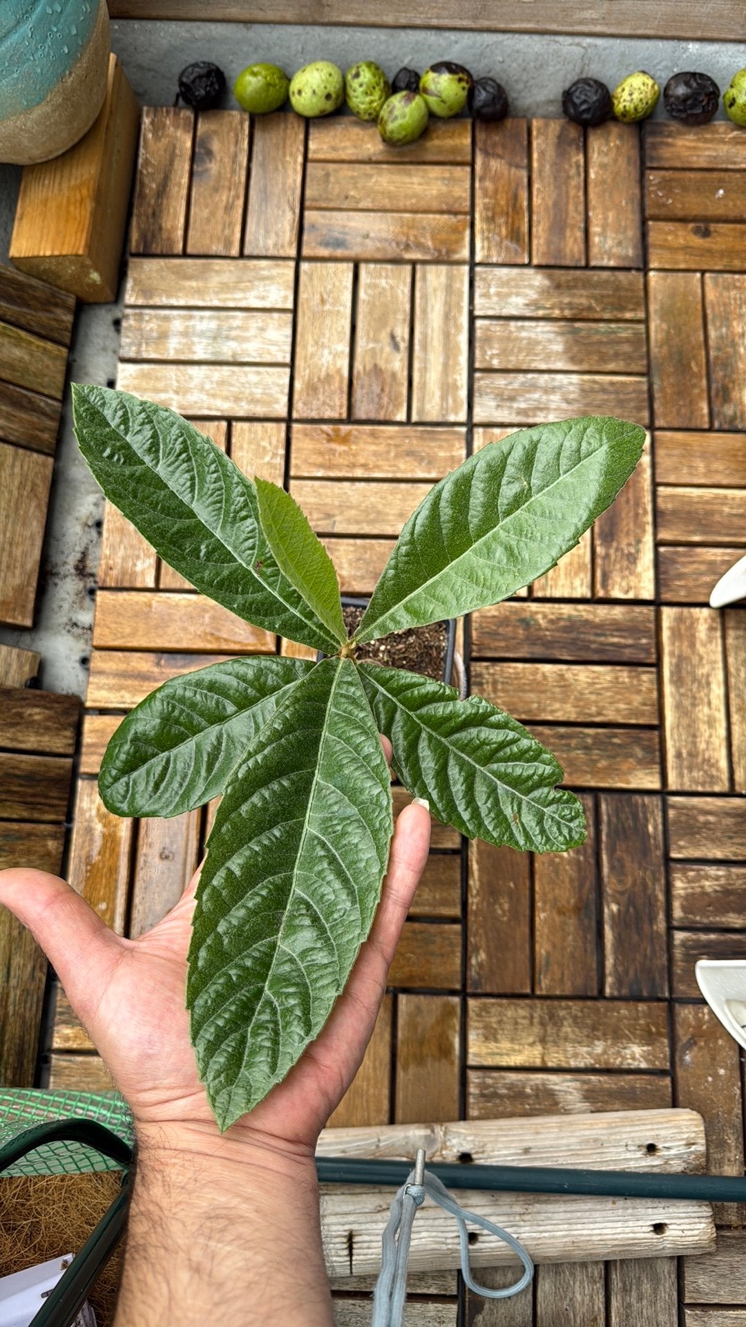 Loquat plantjes - Japanse wolmispel, Volle zon, Vaste plant, Ophalen of Verzenden, Winter