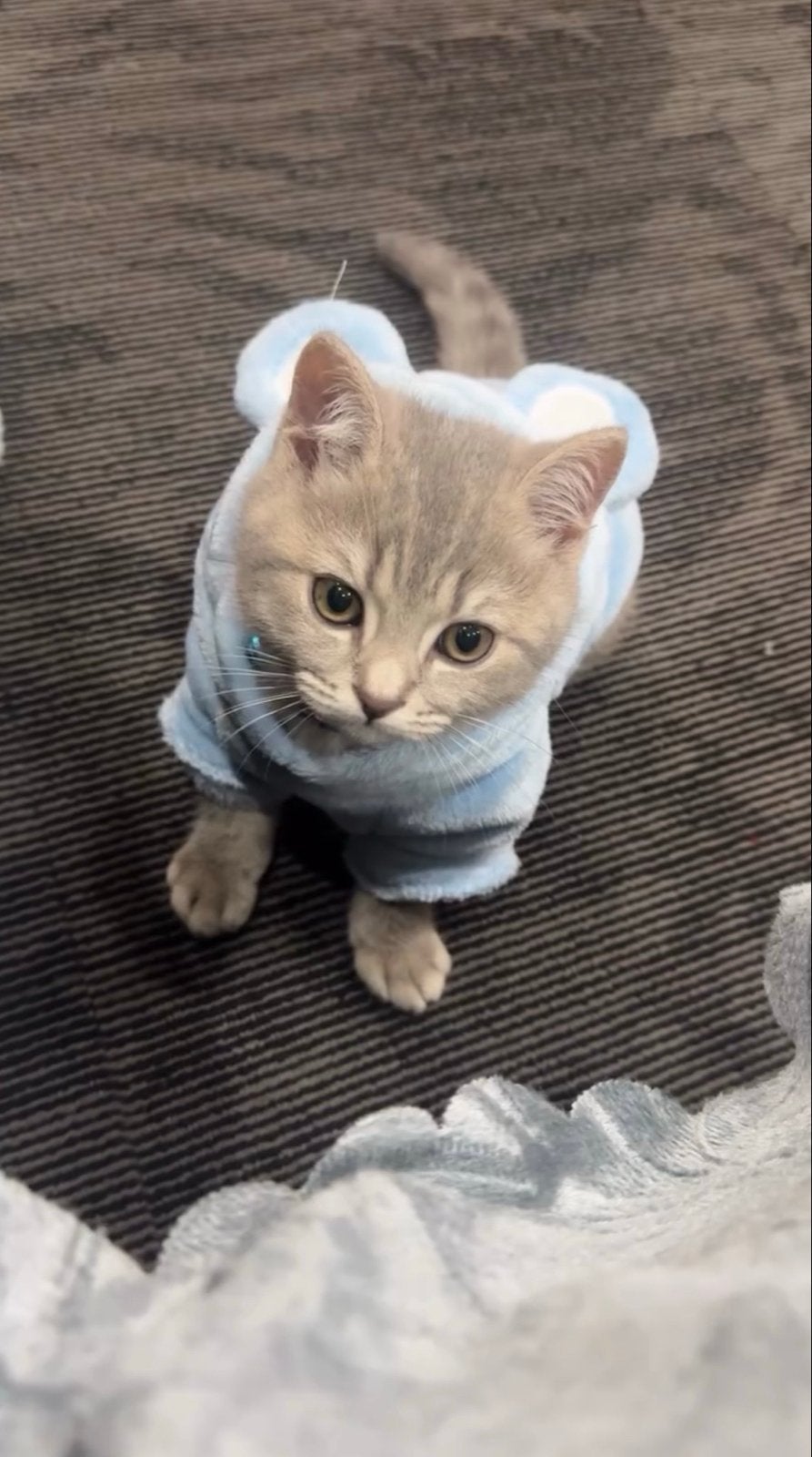 Lief baasje gezocht voor Silver, Dieren en Toebehoren, Katten en Kittens | Overige Katten, Kater, Kortharig, 0 tot 2 jaar