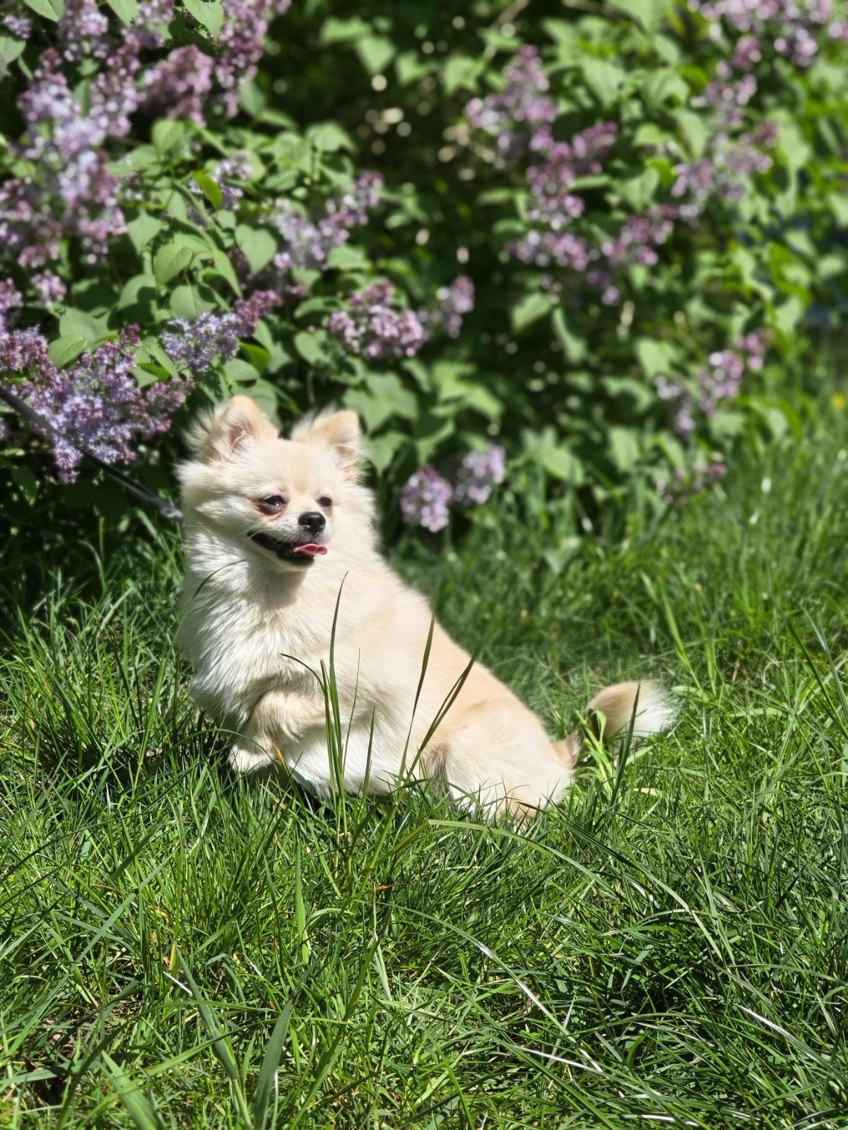 pomeriaan teefje 1 jaar, 15 weken tot 1 jaar, Overige rassen, Teef, Eén hond