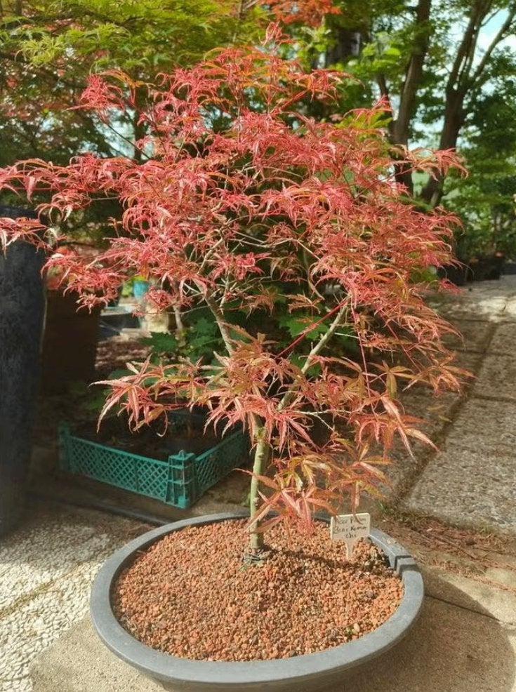 Bonsai Acer Palmatum Beni Komachi, Tuin en Terras, Planten | Bomen, Bloeit niet, Halfschaduw, Overige soorten, Minder dan 100 cm