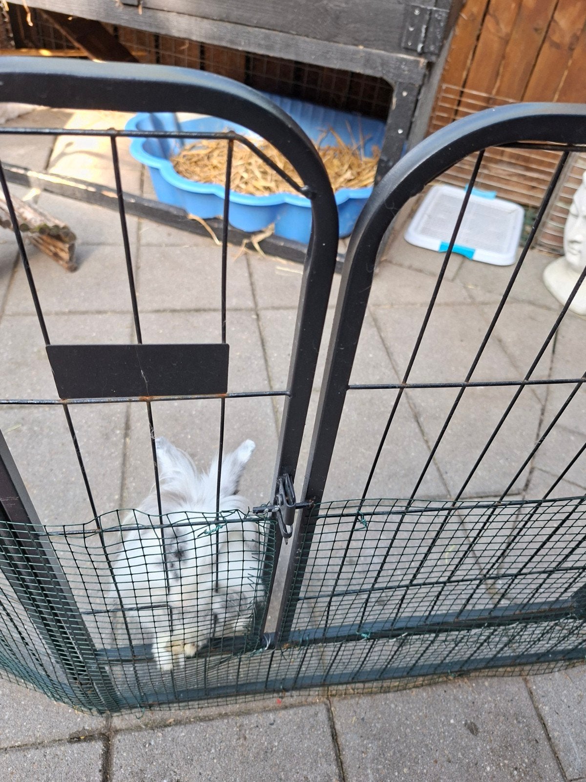 vakantie opvang cavia /konijn, Juni, Meerdere dieren, Cavia