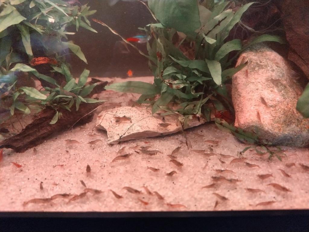 Dwerggarnalen, Dieren en Toebehoren, Vissen | Aquariumvissen, Kreeft, Krab of Garnaal