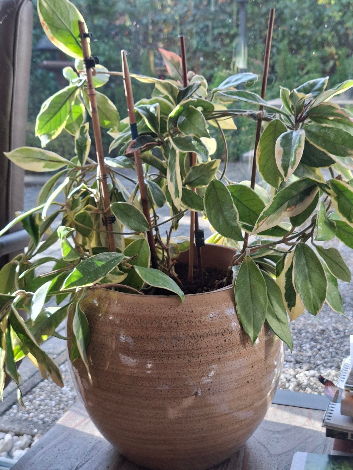 Mooie Hoya Carnosa 'Krimson Queen' in pot, Overige soorten, In pot, Minder dan 100 cm, Groene kamerplant