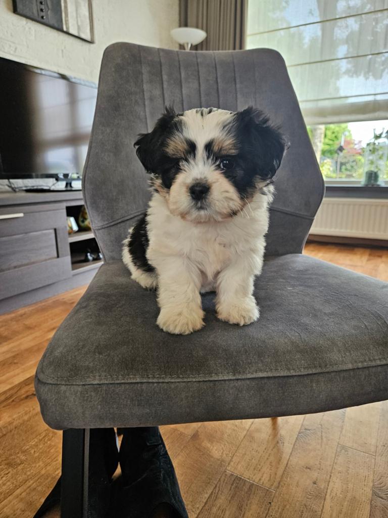 Mooi boomerpup, Dieren en Toebehoren, Honden | Niet-rashonden, 8 tot 15 weken, Teef, Parvo, Eén hond