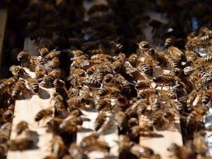 bijenvolken 15 grote volken 125 euro per volk, Dieren en Toebehoren, Bijen