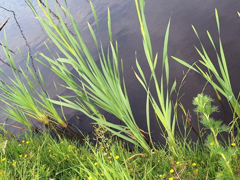 Lisdodde plant eetbaar, Tuin en Terras, Planten | Tuinplanten, Ophalen of Verzenden