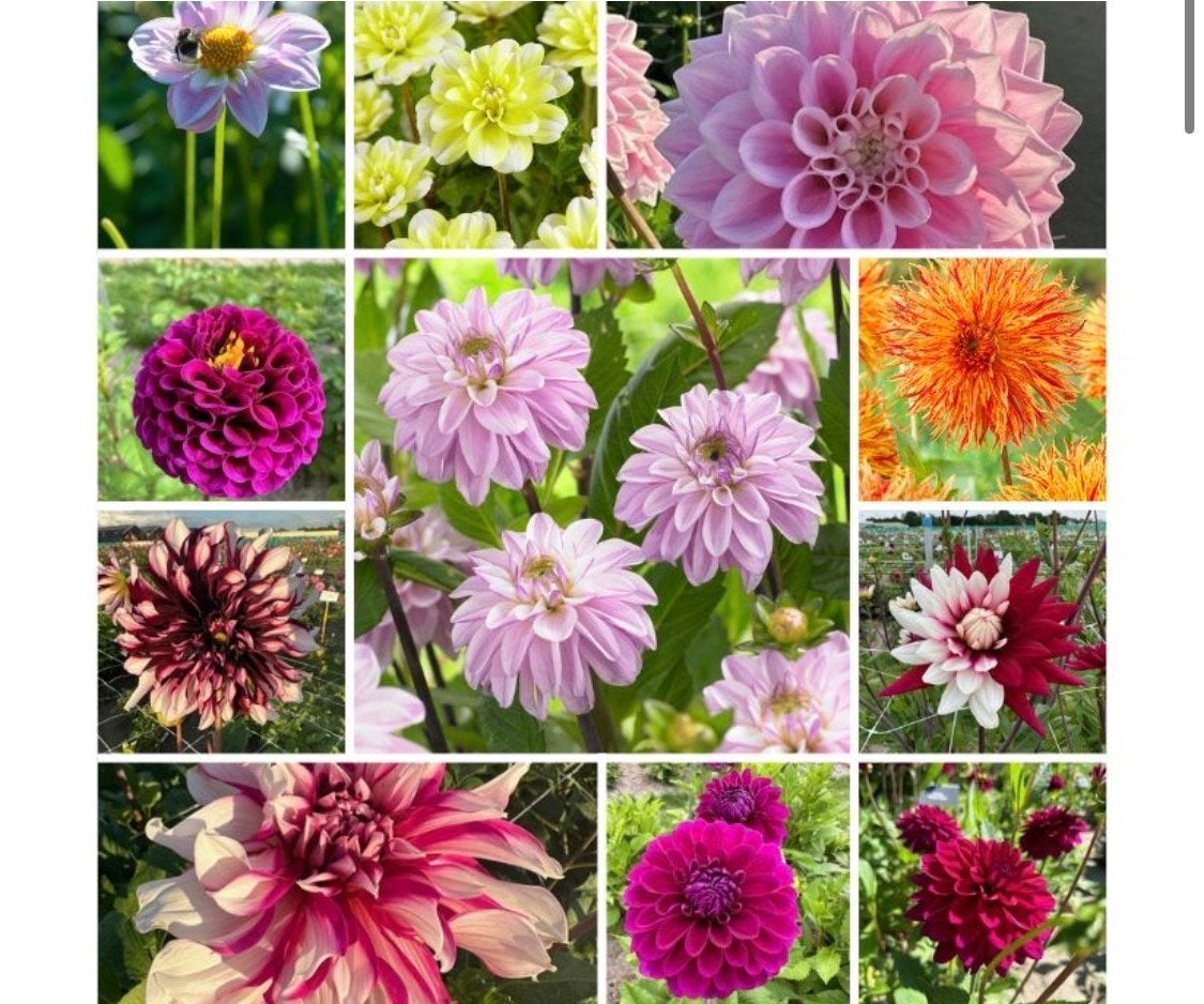 Restpartij Dahlia Knollen - Diverse Soorten (ca. 2000 stuks), Ophalen, Knol, Volle zon, Voorjaar