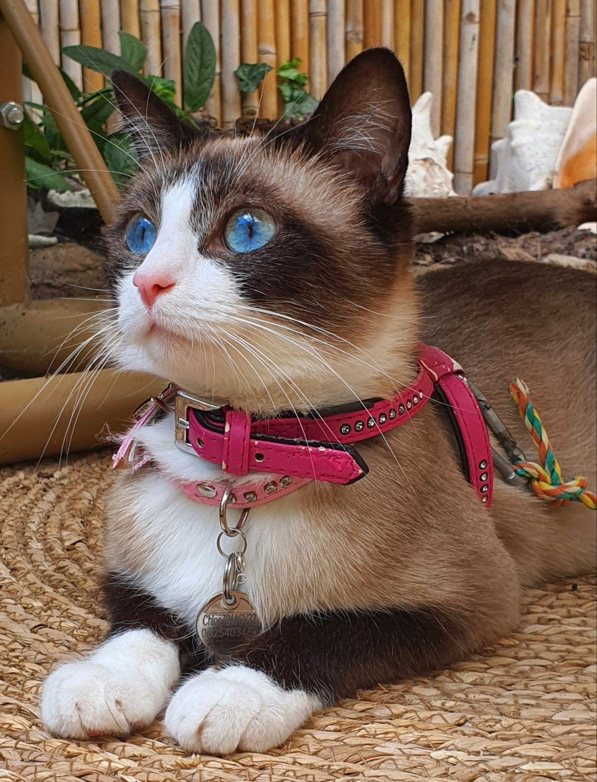 ragdoll kittens 3!prijs verlaagd wegens 1 betaald annulering, Meerdere dieren, Ontwormd, 0 tot 2 jaar