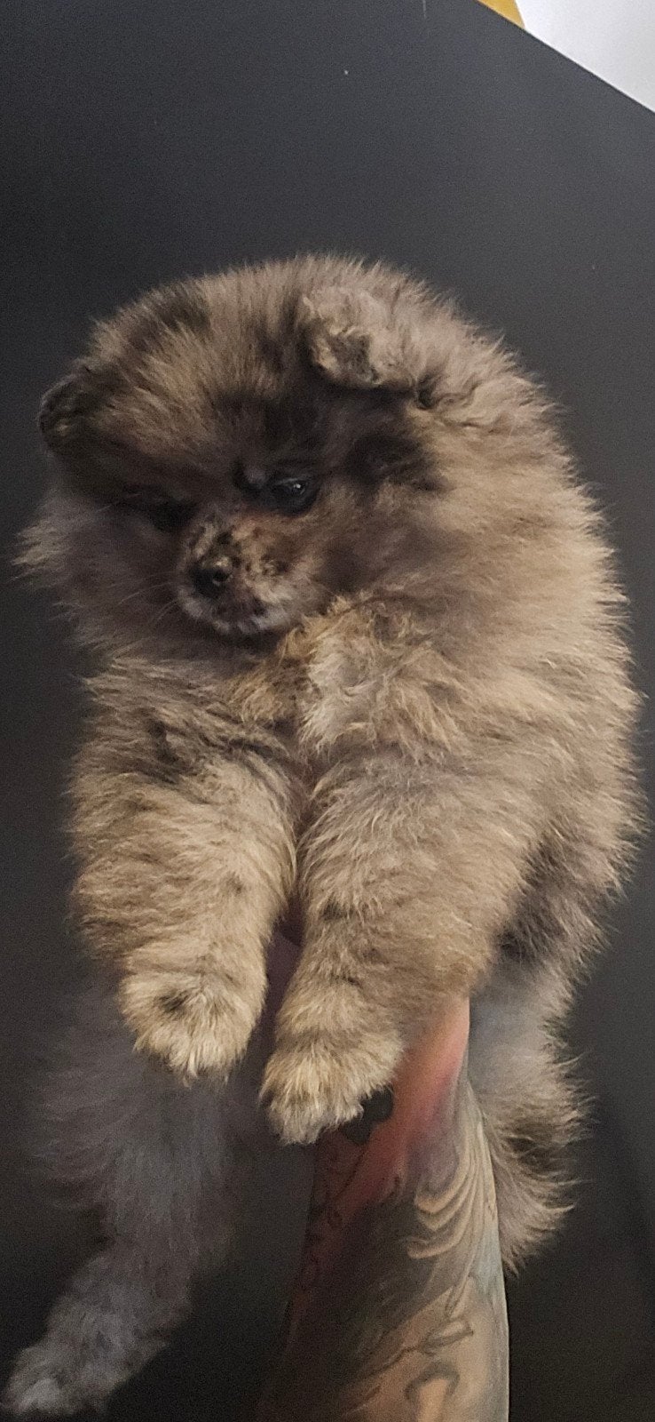 100% pomeriaan teefje Bleu merle, Dieren en Toebehoren, Honden | Chihuahua's en Gezelschapshonden, Parvo, Overige rassen, 8 tot 15 weken