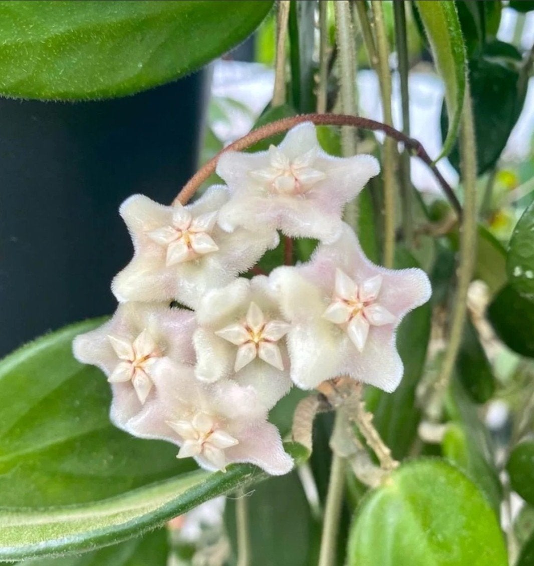 Hoya vangviengiensis, Ophalen of Verzenden, Halfschaduw, Minder dan 100 cm