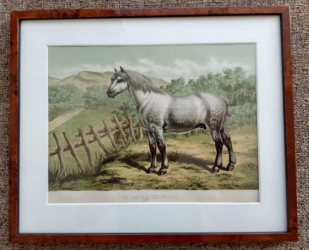 L'acclimatation Illustrée - Le Cheval Percheron Lithograph, Ophalen of Verzenden, Lithografie, Dieren en Natuur, Gelimiteerde oplage
