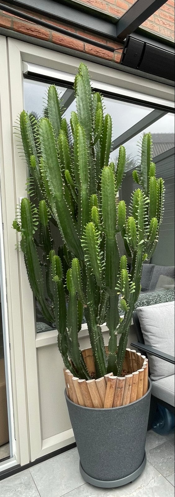 Zeer grote volwassen Euphorbia - 236 cm, Ophalen, Groen, Nieuw, Natuurlijk materiaal