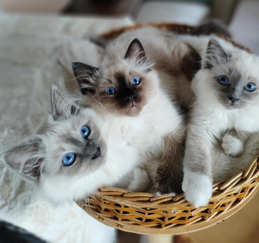 Heilige Birmaan kitten, Dieren en Toebehoren, Katten en Kittens | Raskatten | Langhaar, Meerdere dieren, Gechipt, 0 tot 2 jaar
