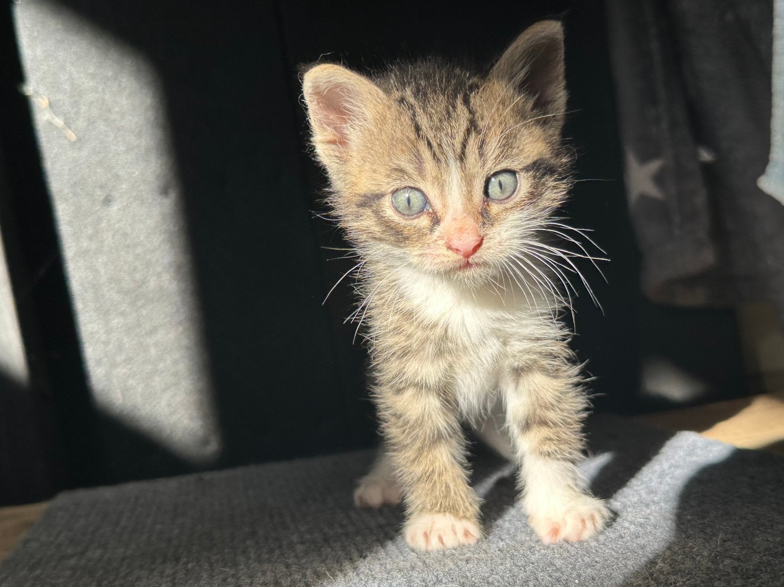 Jonge boerderij kittens, Poes