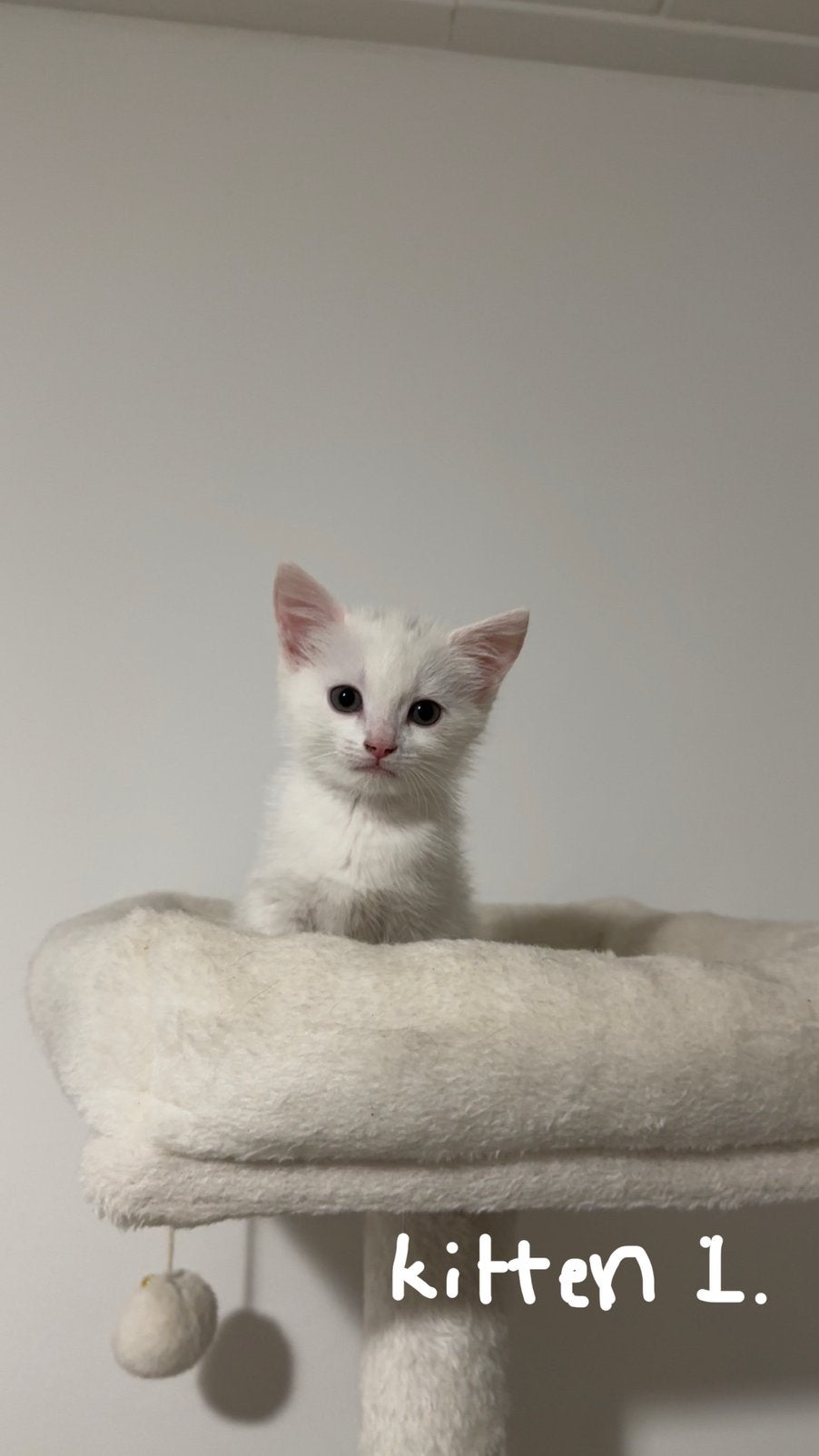 Turkse angora mix kittens, Meerdere dieren