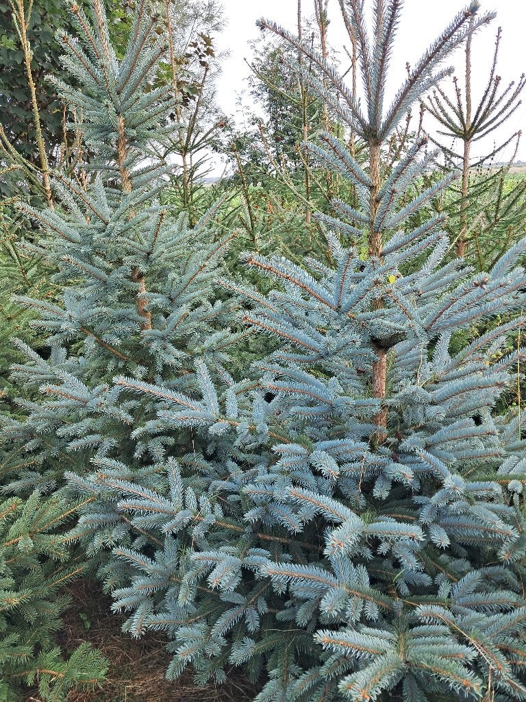 Te Koop: Kerstbomen, Tuin en Terras, Planten | Bomen, Overige soorten, Minder dan 100 cm, Zomer, Ophalen
