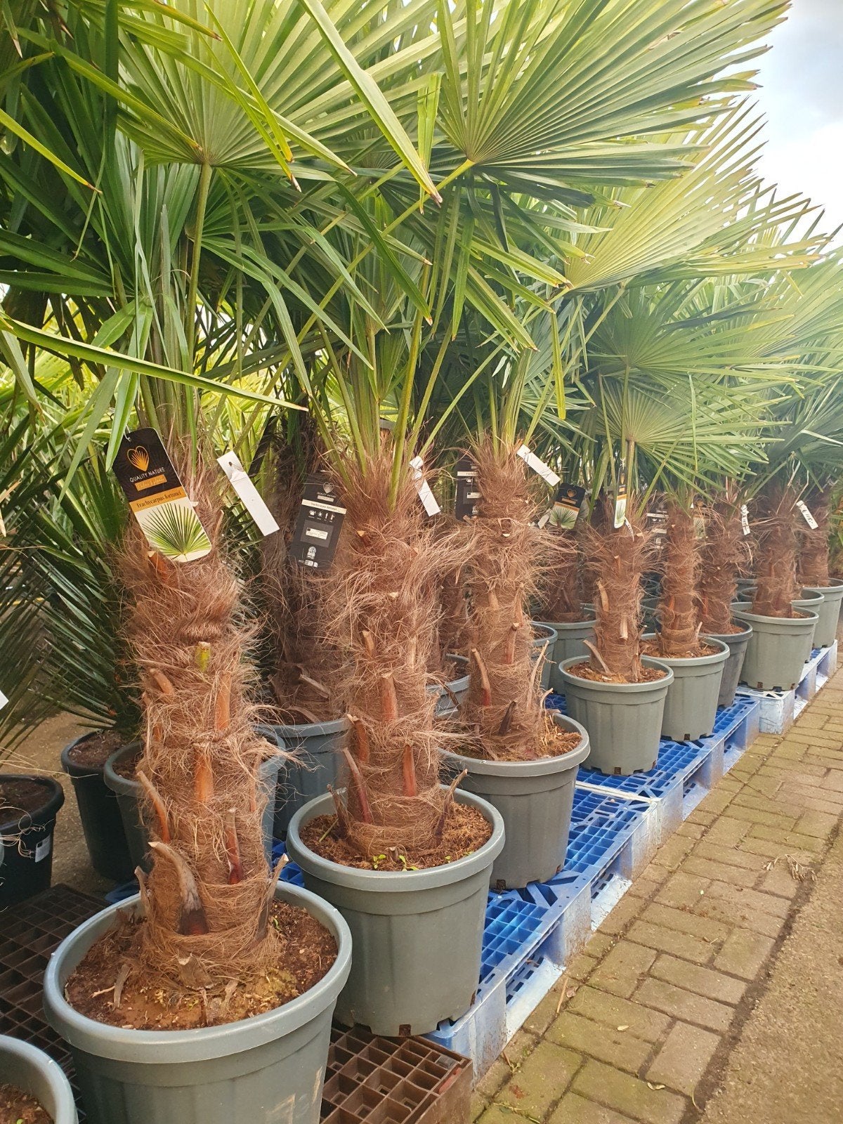 Palmboom/ palmbomen, Tuin en Terras, Planten | Bomen, Palmboom, 100 tot 250 cm, Volle zon, Lente, In pot, Ophalen