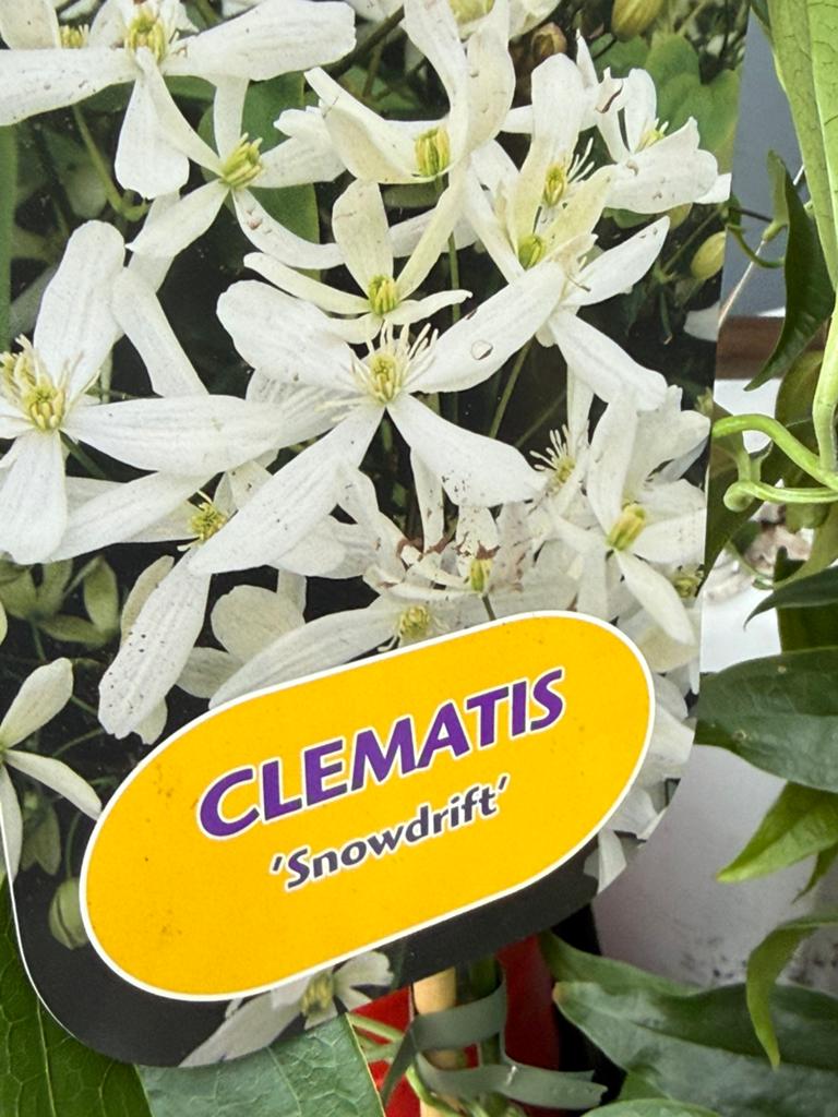 Partij 3 soorten groenblijvende clematis mooie plant nu 9,95, Ophalen, Volle zon, Vaste plant, Klimplanten