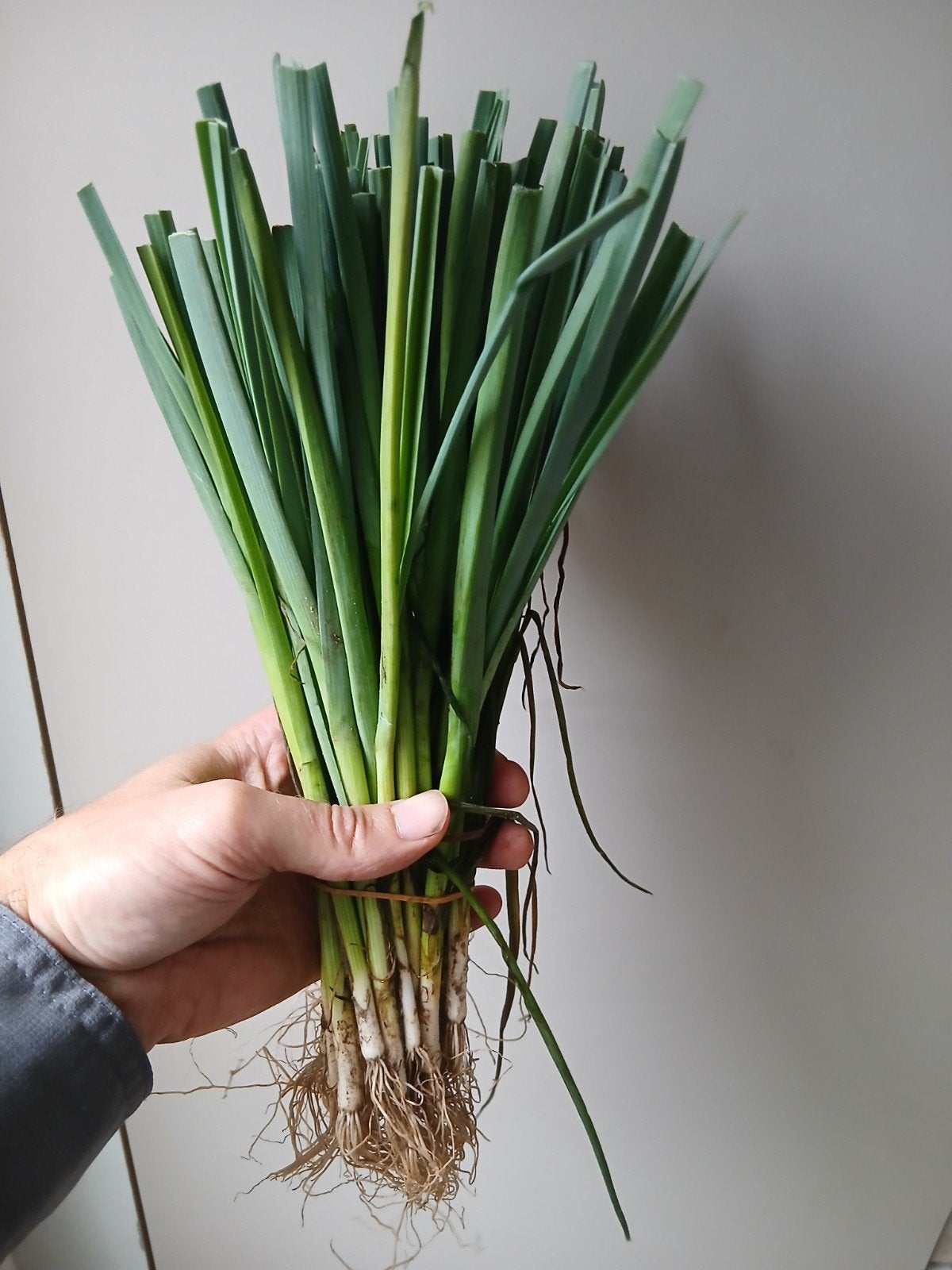 Winterprei plantjes - Sterke groente voor de winter, Ophalen, Volle zon