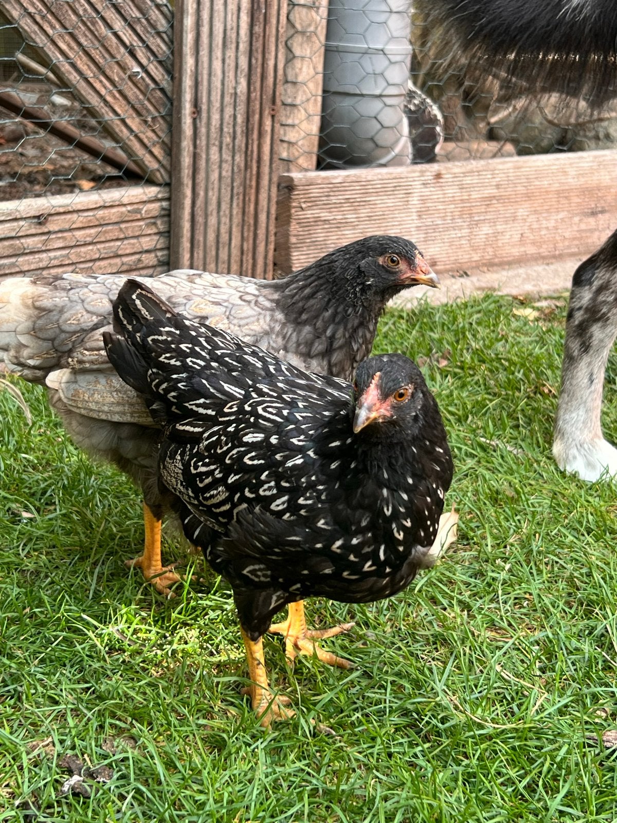 Barnevelder kriel, Dieren en Toebehoren, Meerdere dieren, Kip