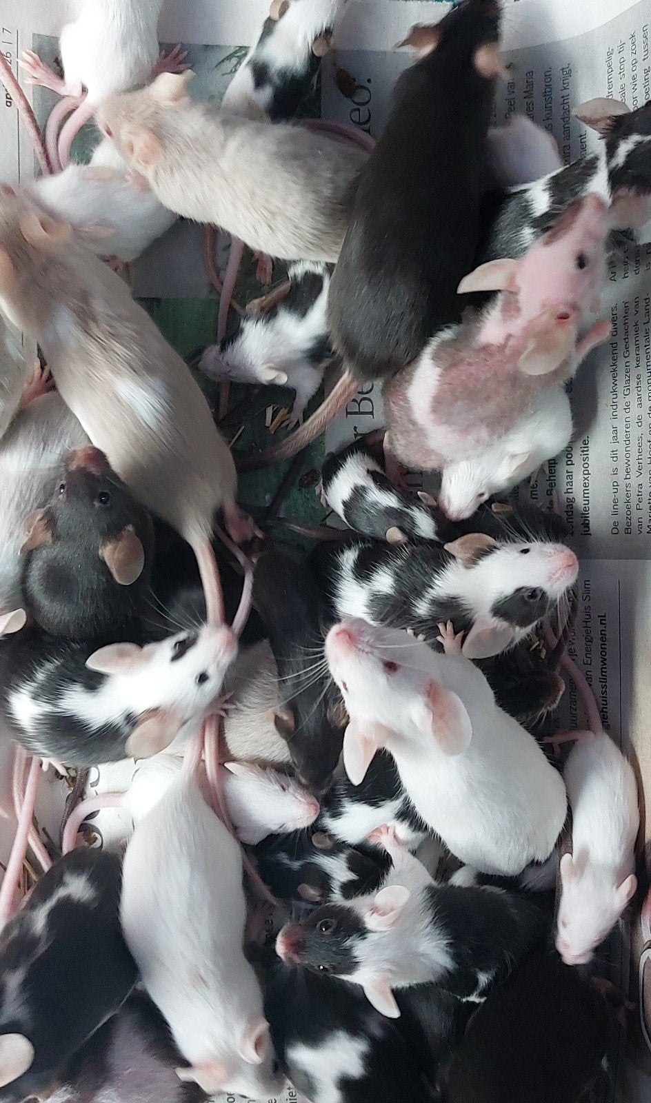 Levende muizen, Ophalen, Dierenshopquispel@gmail.com, Overige typen, Mierloseweg