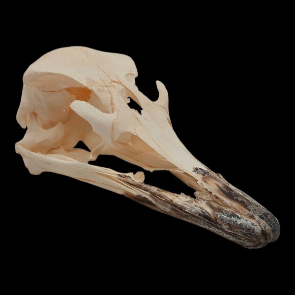Schedel Struisvogel, Ophalen of Verzenden, Nieuw, Schedel