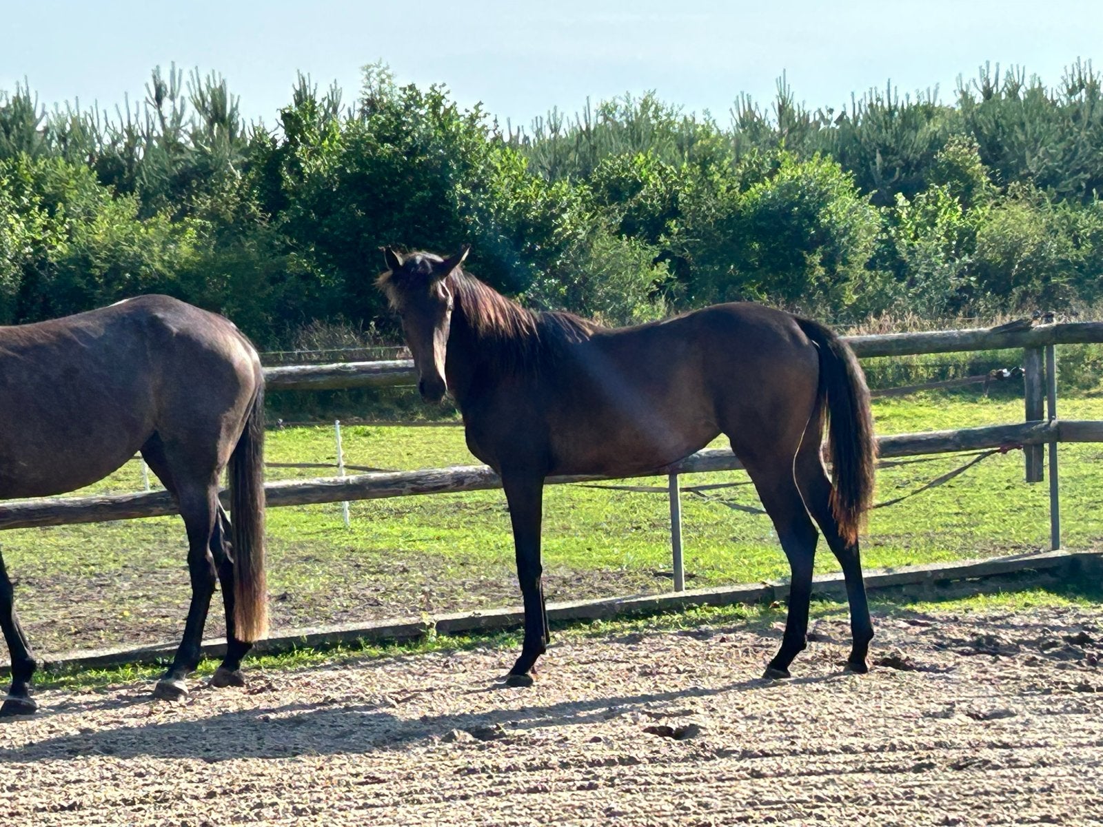 Prachtige jaarling merrie van Blue Horse Zackerey, Dieren en Toebehoren, Paarden, Merrie