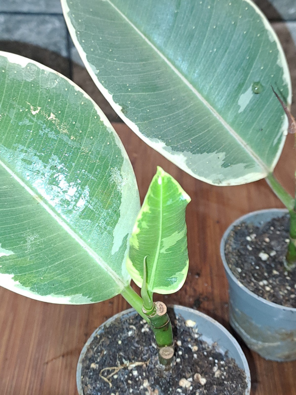 Ficus Tineke, Huis en Inrichting, Kamerplanten, Ophalen of Verzenden, Ficus, Halfschaduw, Minder dan 100 cm