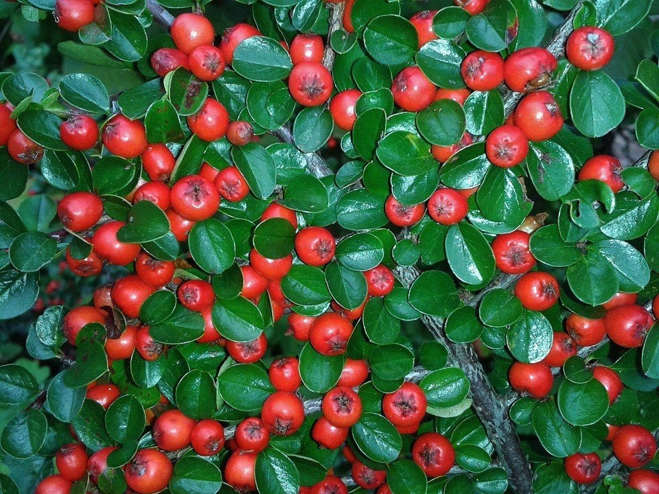 Restpartij 70  Cotoneaster dammeri 'Major' € 200, Bodembedekkers, Volle zon, Vaste plant, Ophalen of Verzenden