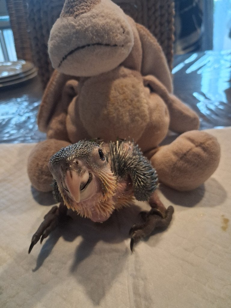 Super tamme zwartkop caique, Geslacht onbekend, Papegaai, Geringd