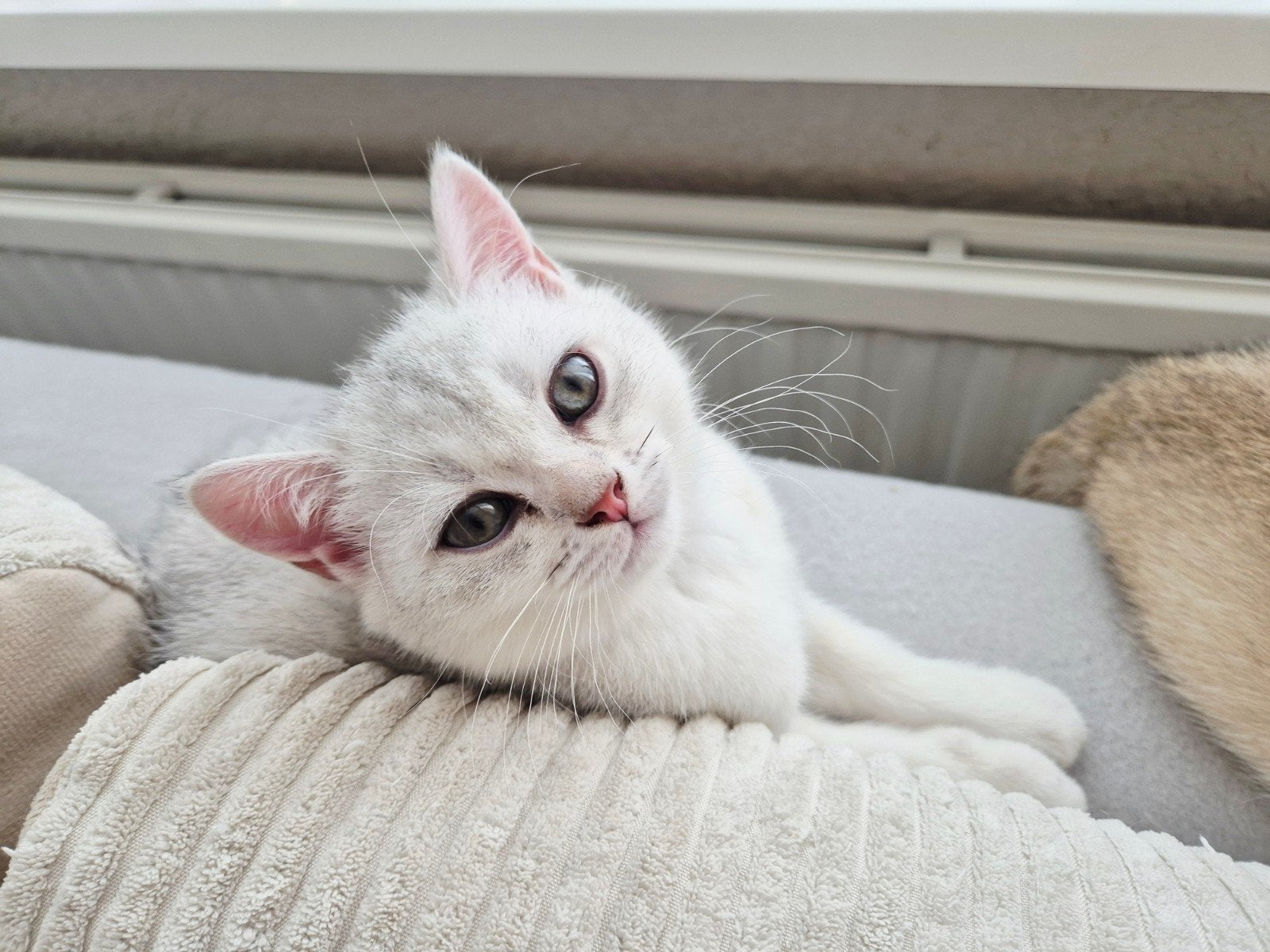 Brits korthaar kittens met stamboom., Dieren en Toebehoren, Katten en Kittens | Raskatten | Korthaar, Meerdere dieren, Met stamboom