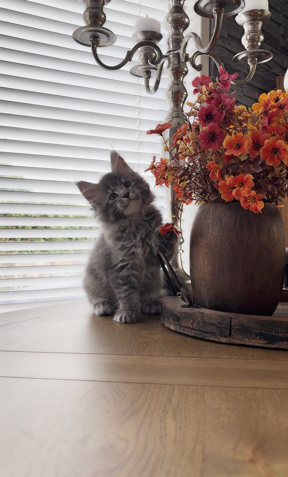 💝 Maine Coon kitten (poesje) met stamboom 💝, Dieren en Toebehoren, Poes, Met stamboom, 0 tot 2 jaar