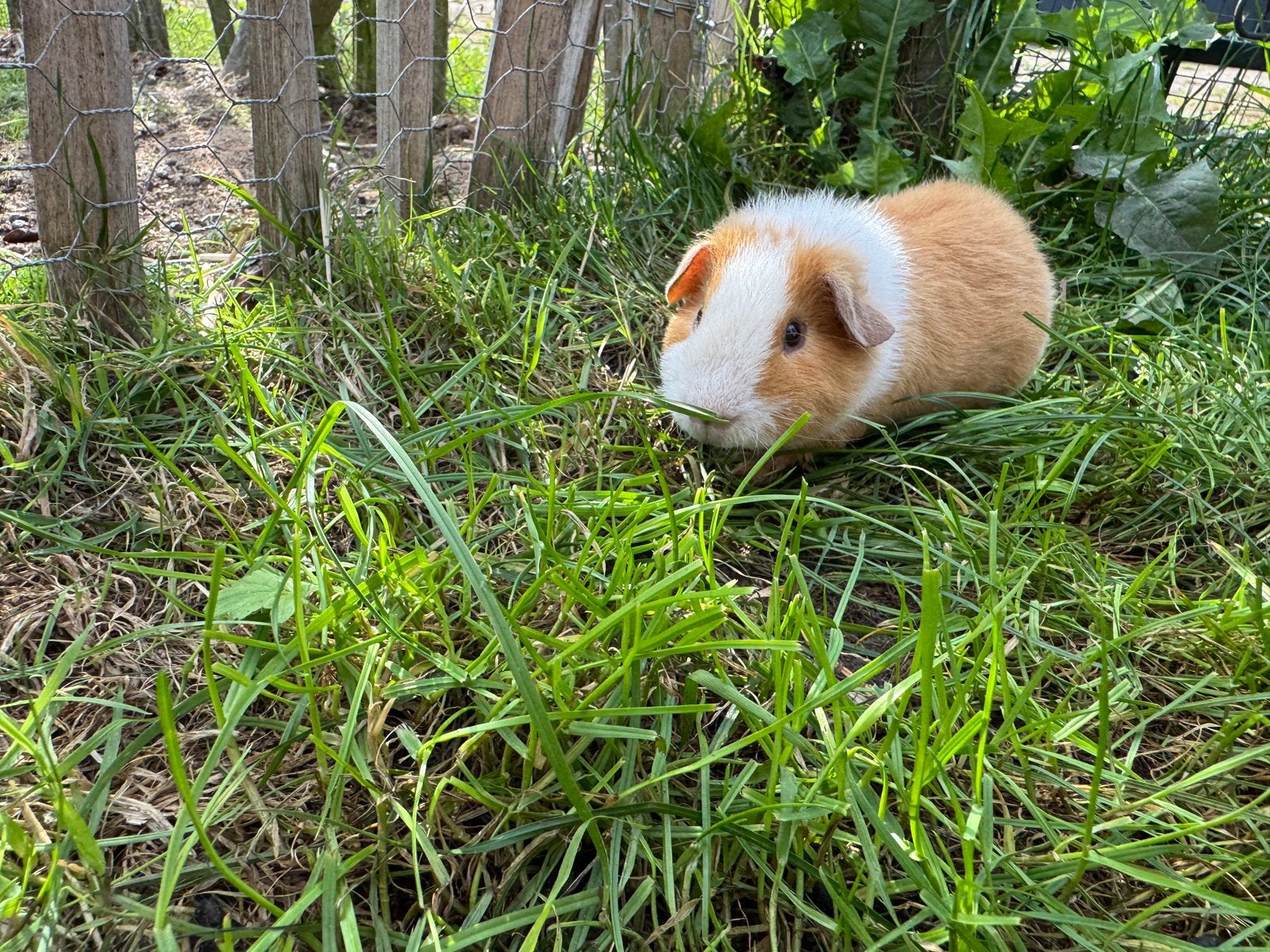 Lief beertje Bas, Dieren en Toebehoren, Augustus, Mannelijk, Cavia
