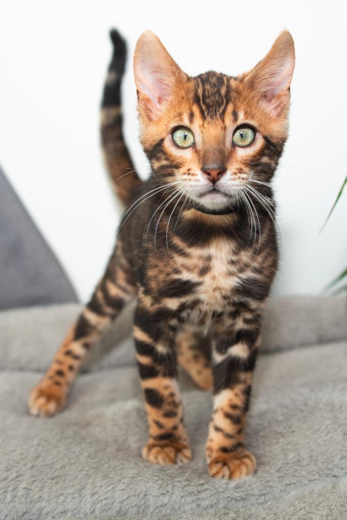 Raszuiver Bengaalse kittens beschikbaar/mag direct verhuizen, Dieren en Toebehoren, Katten en Kittens | Raskatten | Korthaar, Meerdere dieren