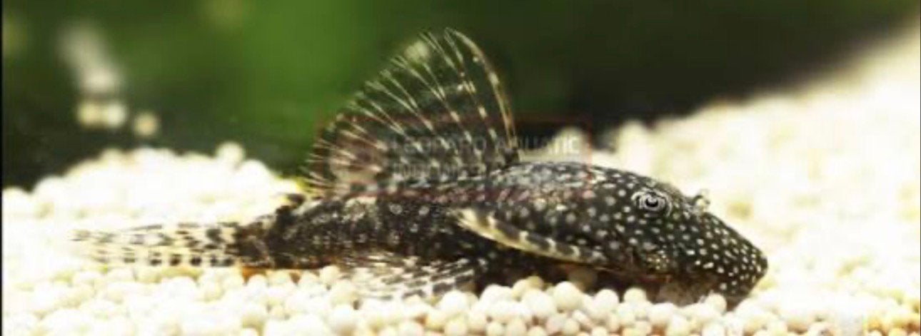 L144 pleco, Dieren en Toebehoren, Vis