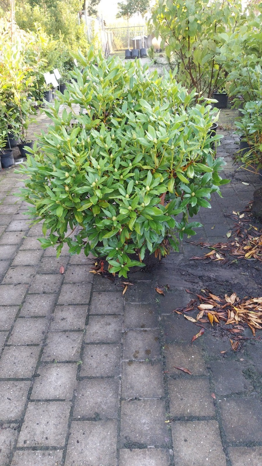 Partij grote Rhododendron struiken diverse kleuren 80-100 cm, Ophalen, Overige soorten, Halfschaduw
