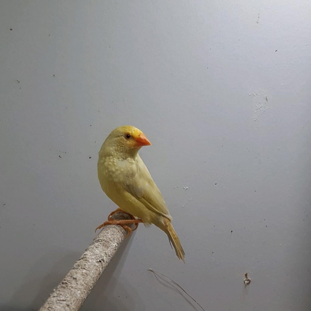 Koppel binzen astrilde, Meerdere dieren