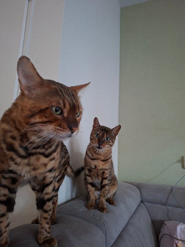 2 Bengaalse ras katten (mannetje & vrouwtje), Dieren en Toebehoren, Kater, Met stamboom, 3 tot 5 jaar