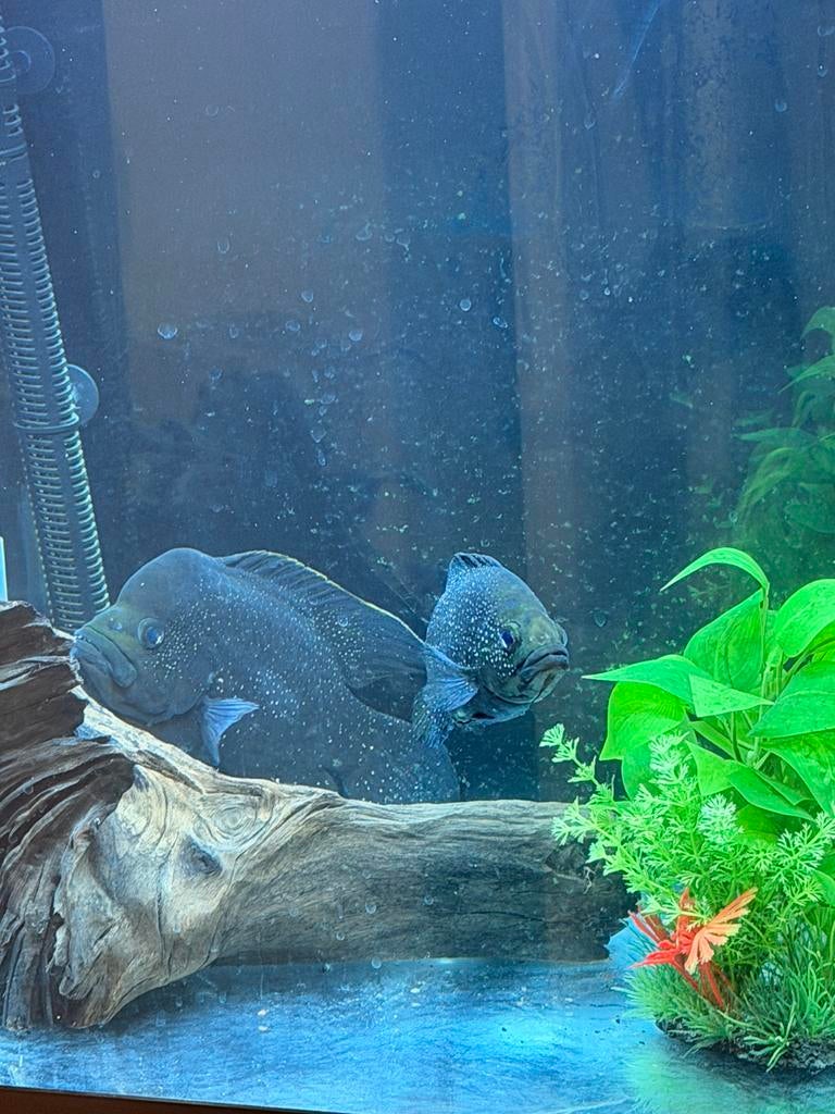 Paratilapia Polleni Koppel – Starry Night Cichlids, Dieren en Toebehoren, Vissen | Aquariumvissen, Vis