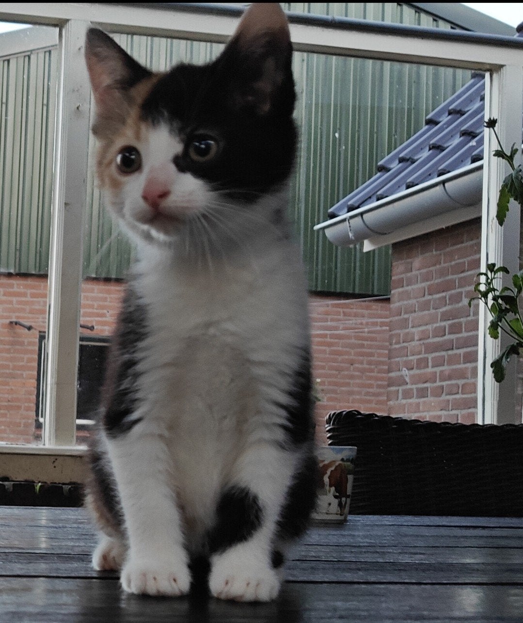 Kittens, Dieren en Toebehoren, Meerdere dieren