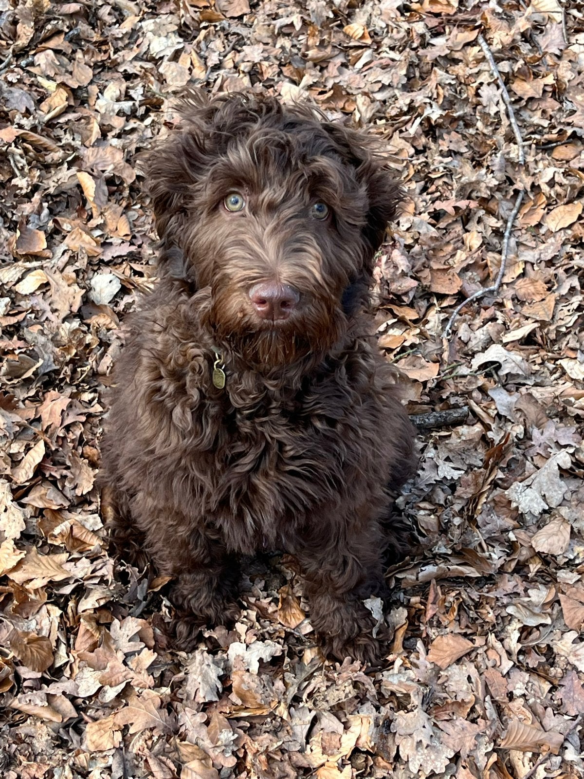 Australian labradoodle pup zoekt nieuw thuis, 15 weken tot 1 jaar, Reu, Eén hond, CDV (hondenziekte)