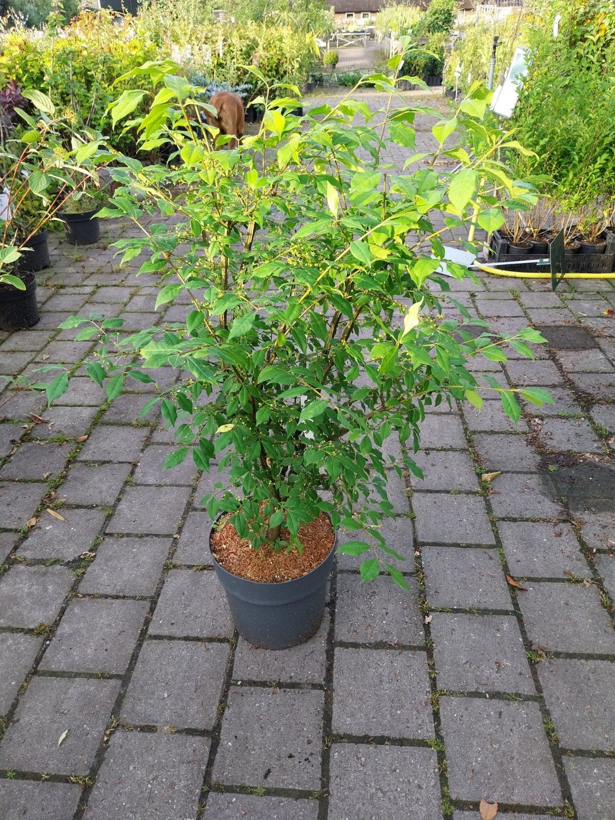 Kardinaalsmuts (Euonymus alatus) 80-100 cm, Vaste plant, Bloeit niet, Halfschaduw, Ophalen