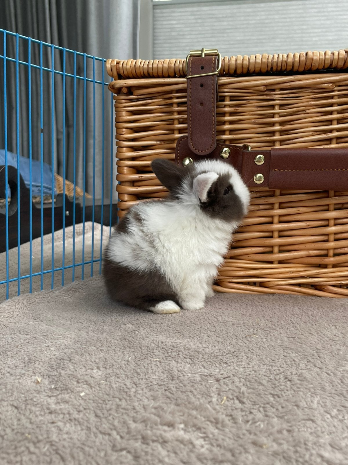 Minilopjes beschikbaar, Dieren en Toebehoren, Konijnen, Meerdere dieren, Klein, Hangoor, 0 tot 2 jaar